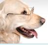 Senior Pet Product Logo