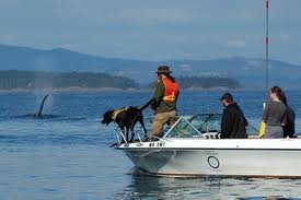 Scat detecting dog on boat.656