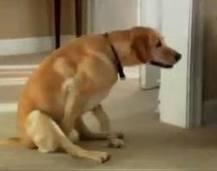 Dog scooting butt on carpet