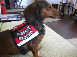 Service Dog