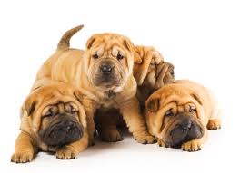 Shar Peis