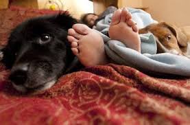 Sharing bed with dog