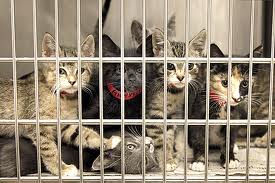 Cats in shelter