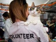 Shelter Volunteer