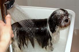 Shih Tzu in bathtub.664