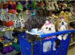 Shih Tzus in shopping cart