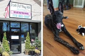 Posh Pet Day Spa and Mya 