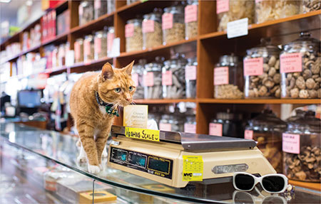 Tamar Arslanian and Shop Cats of New York on Animal Radio