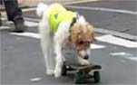 Skateboarding dog