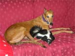 Skunk curled up on couch with dog