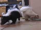 Skunks in a home