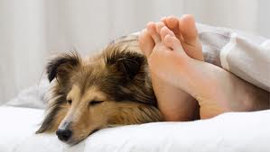 Dog sleeping in bed with human