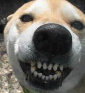 Smiling dog.653
