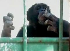 Smoking Chimpanzee