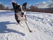 Dog running in snow