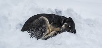 Dog Outside in Snow