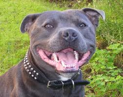 Staffordshire Terrier