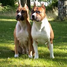 Staffordshire Terriers