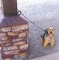 Dog tied to a pillar with the StayBoy Lock