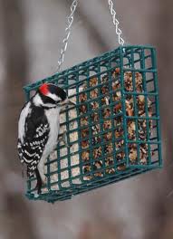 Suet bird feeder