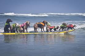 Dogs on surfboard.669