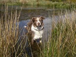 Dog in swamp