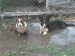 Dogs playing in swamp