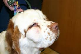 Dog With Swelling Near Eye