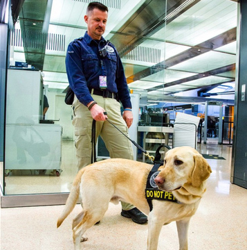 TSA canine rejects get adopted