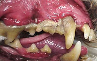 Tartar on dog's teeth