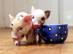 Teacup Pigs