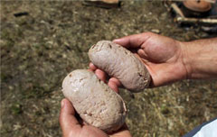 Raw pig testicles.663