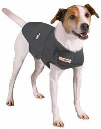 Dog wearing Thundershirt