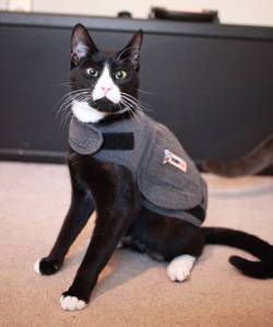 Cat Wearing ThunderShirt