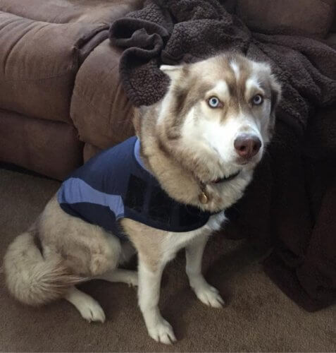 Dog Wearing ThunderShirt