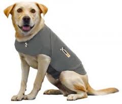 Dor wearing Thundershirt.649