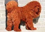 Tibetan Mastiff