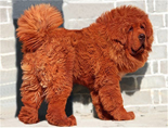 Tibetan Mastiff