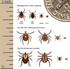 Ticks.613