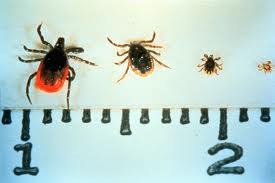 Ticks