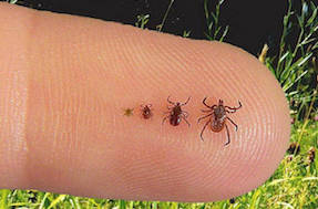 Ticks