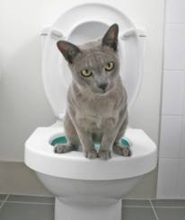 Cat using toilet