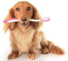 Dachshund with toothbrush in mouth