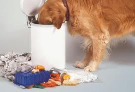 Dog digging in trash.652