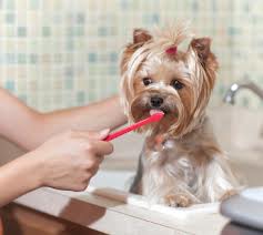 Brushing dog's teeth