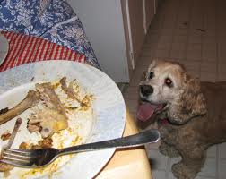 Dog begging at table