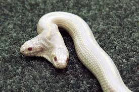 Two Headed Albino Snake