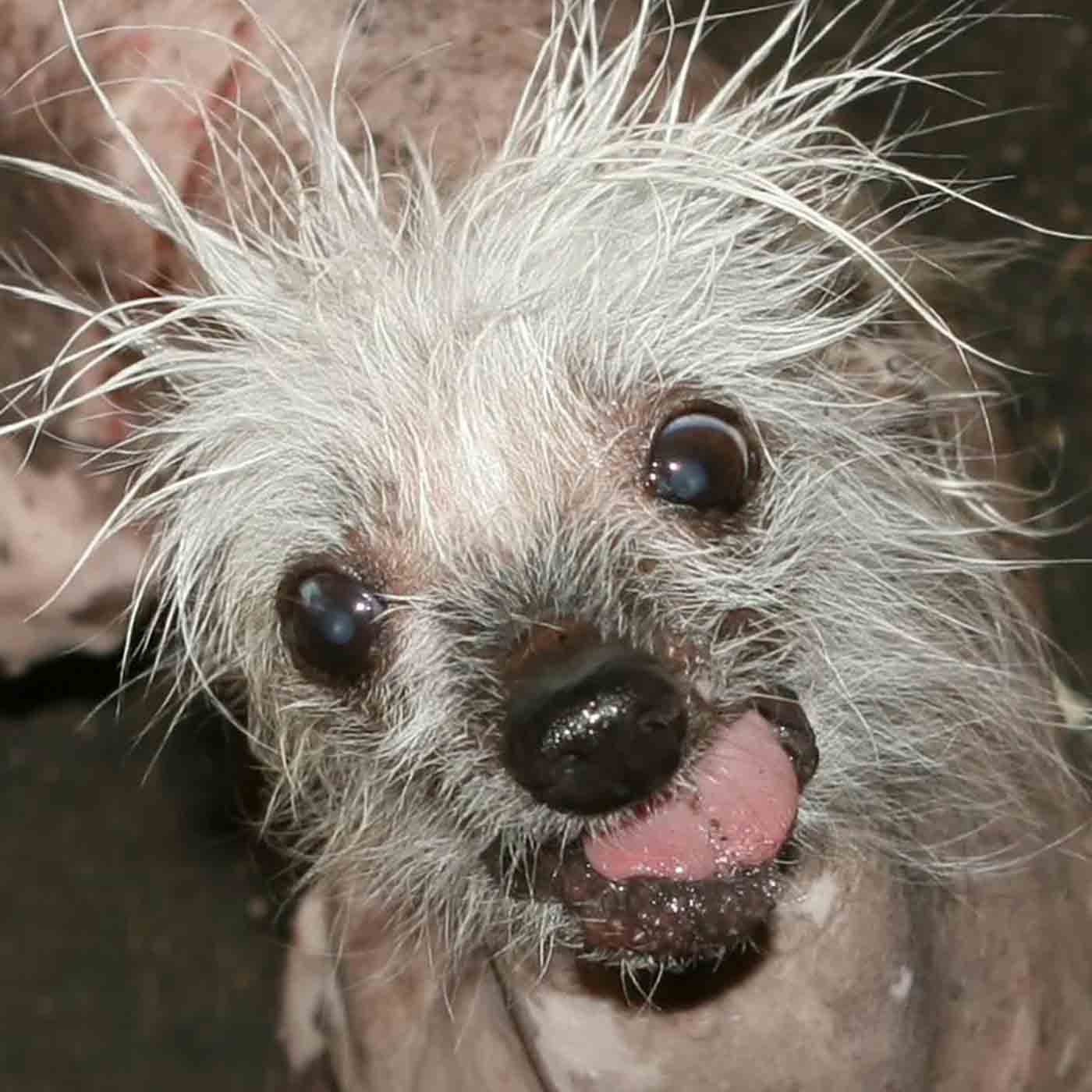 1329. Winning The World's Ugliest Dog Contest 1329. Winning The World's Ugliest Dog Contest