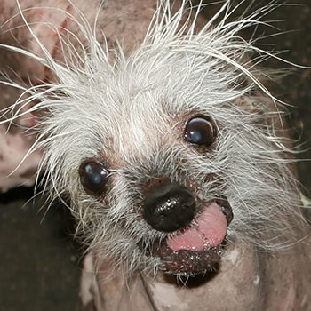 Ugly Dog