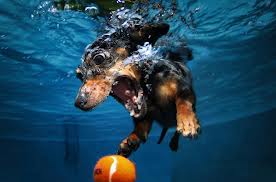 Dachshund grabbing ball under the water